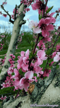 Cherry Blossom Gif - IceGif