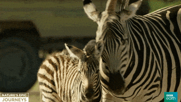 Africa Wildlife GIF by BBC Earth