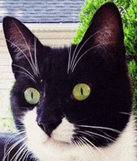 reinhardtrose cat cats GIF