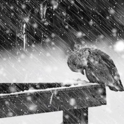 edersoncarvalho bird thunder GIF