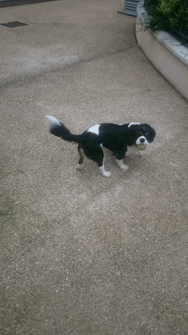 fabinouti  GIF