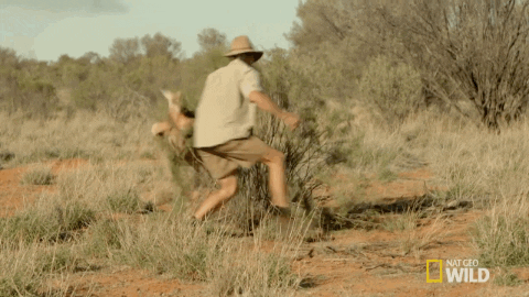 Kangaroo Dundee Australia GIF by Nat Geo Wild - Find & Share on GIPHY