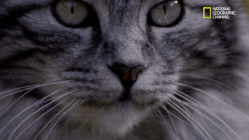 big cat week GIF by Nat Geo Wild 