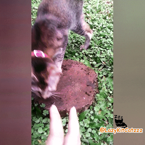 virgee88  GIF