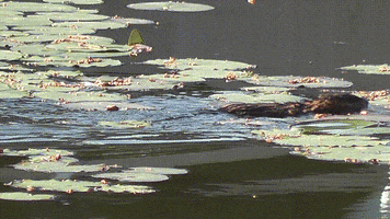 franklin muskrat GIF