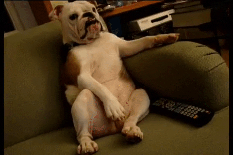 English Bulldog Media GIF by AFV Pets - Find & Share on GIPHY