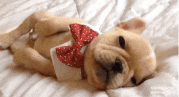 tired jet lag GIF by The BarkPost 