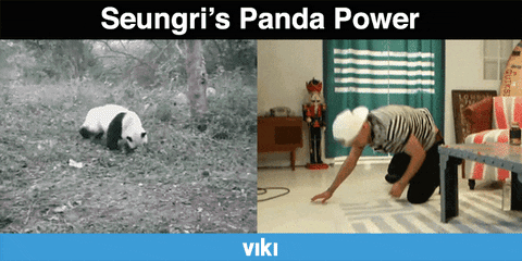 panda attack gif