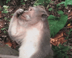 Monkey Fail GIF by America's Funniest Home Videos