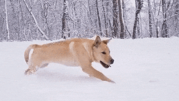 dog running GIF by Awesome GIFs