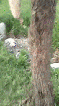 afghan bruno pit bull afghan dog GIF