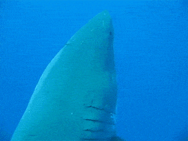 Great White Shark GIF