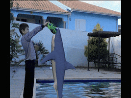 shark domestic GIF