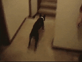 dog jump GIF by America's Funniest Home Videos