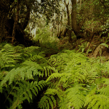 evergreen  GIF