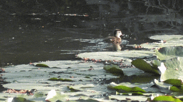 franklin cute animals family ducklings GIF