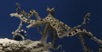 mimic octopus tentacles GIF by Monterey Bay Aquarium