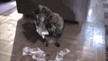 airisaastamoinen #kissa #raha tube-tähti GIF