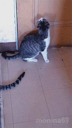 onsite animals gato door climb GIF