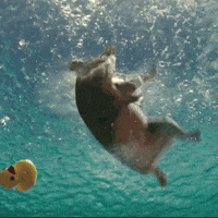 R And R Swimming GIF by Angry Birds