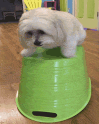 This-video-is-hilarious GIFs - Get the best GIF on GIPHY