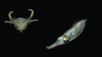 bigfin reef squid GIF by Monterey Bay Aquarium