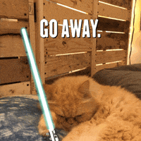 Star Wars Cat GIF by GIPHY CAM