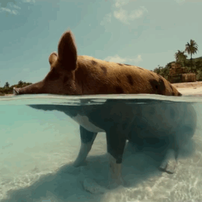R&R Swimming GIF by Angry Birds
