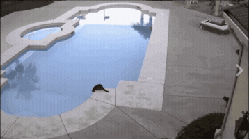 doldwaas  GIF