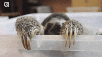 slow baby animals GIF