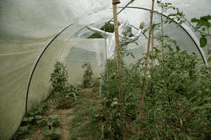 eb  GIF