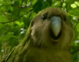emily  GIF