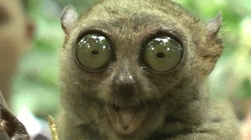 Tell Me More Slow Loris GIF - Find & Share on GIPHY