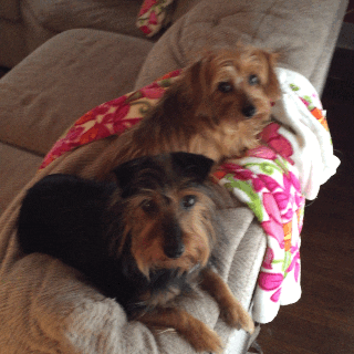 puppies GIF by chuber channel