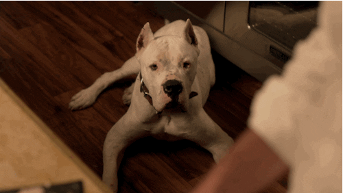 ray donovan dog breed