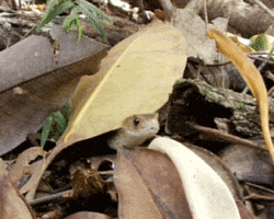 Snake Wildlife GIF by Rockbadger Productions