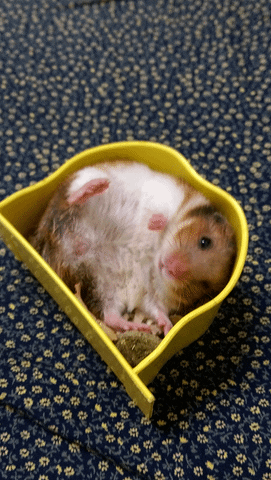 SnookerMaN hamster GIF