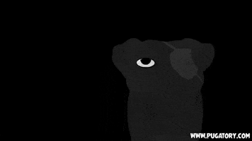 scared dogs GIF by Pugatory