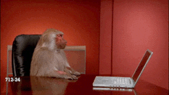 augustoleon monkey fuck you laptop rude GIF