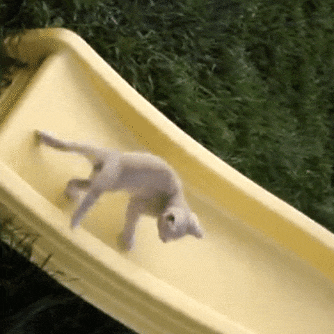 kitty jump up gif