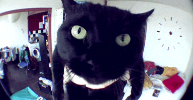 xsantt funny cats black cat fisheye GIF