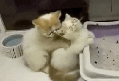 Cat GIF by Tiffany - Find & Share on GIPHY