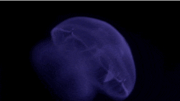 jellyfish GIF by Harvard University