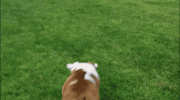 TV gif. A bulldog on America's Funniest Home Videos runs in a yard to a football. As it tries to stop and grab the football it faceplants and flips over on its back. 