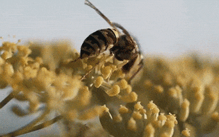 Honey Bees GIF by University of California - Find & Share on GIPHY