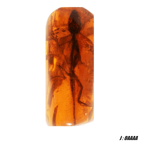 skeleton amber GIF by Harvard University