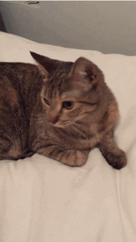 cat wtf GIF by Andrea