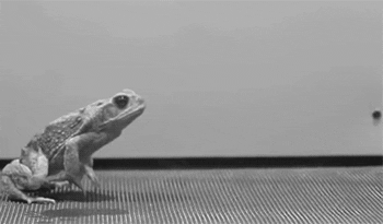Frog Jump GIFs - Get the best GIF on GIPHY