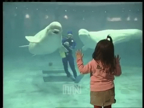 beluga whale GIF by Yosub Kim, Content Strategy Director