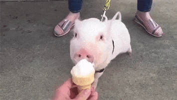 eating ice cream pig ice cream cone